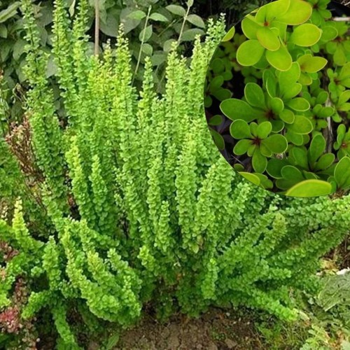 Berberis thunbergii 'Smaragd' - Thunbergi kukerpuu 'Smaragd' C2/2L